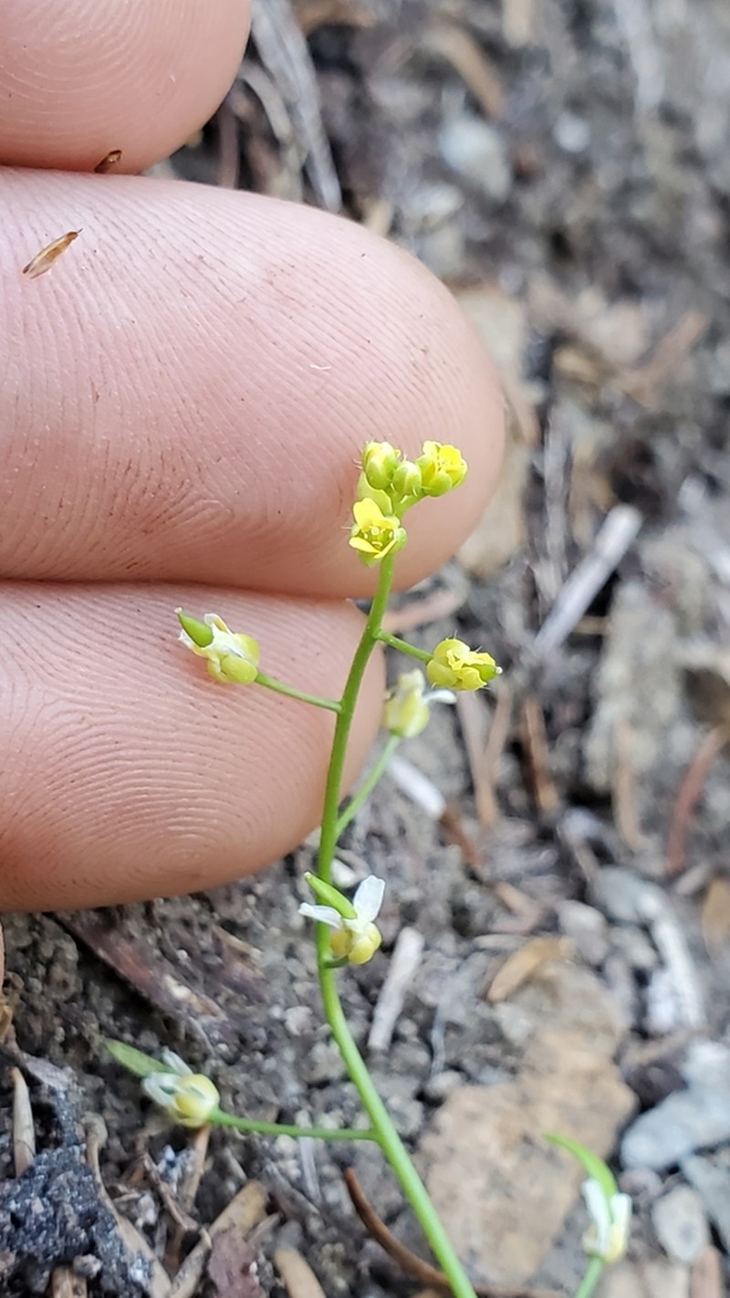 Alaska Draba photo 3