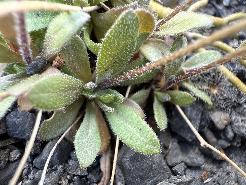 Alaska Draba photo 4