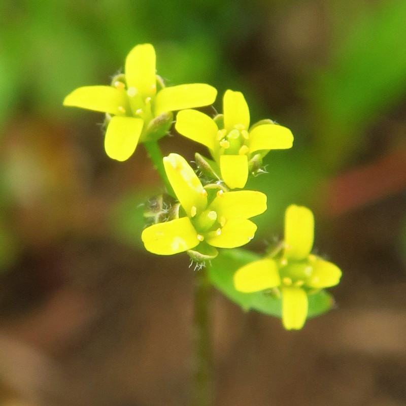 Alaska Draba photo 5