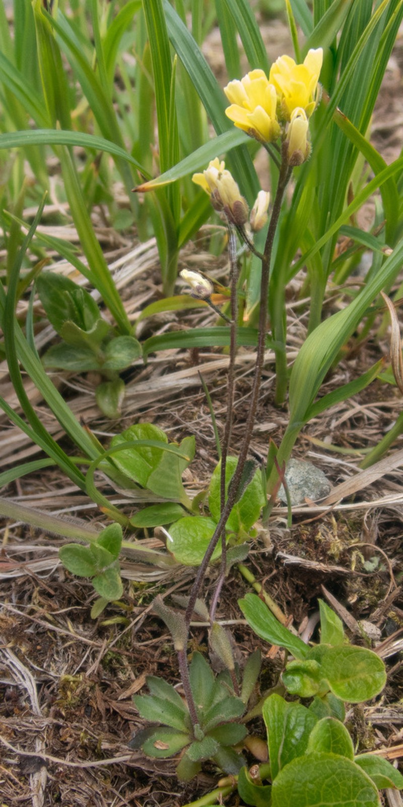 Alaska Draba photo 6