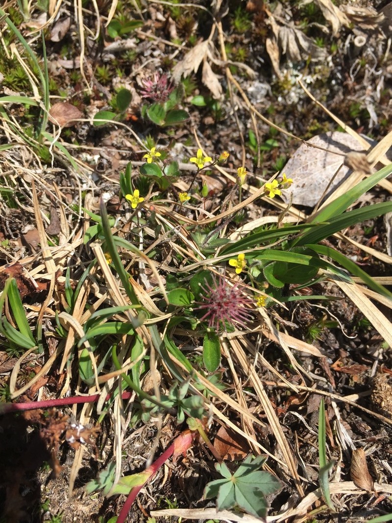 Alaska Draba photo 7