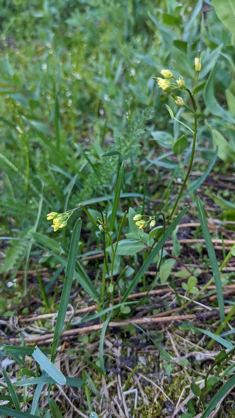 Alaska Draba photo 8