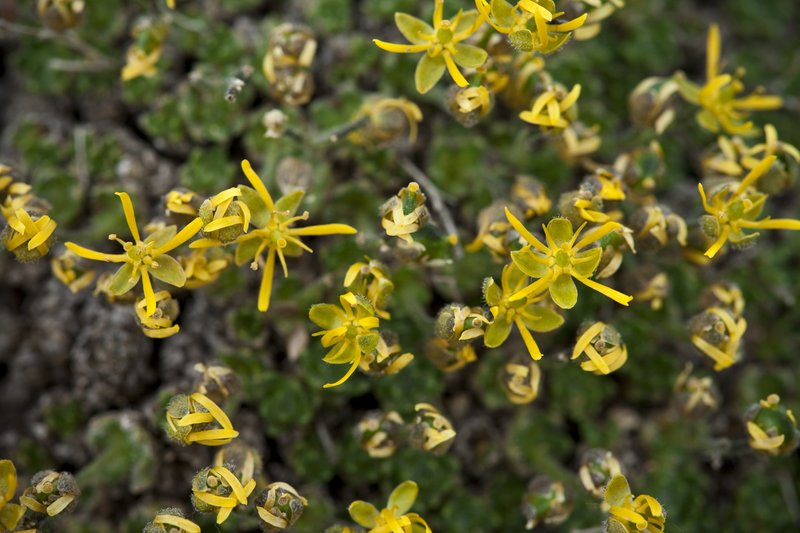 Anadyr Draba
