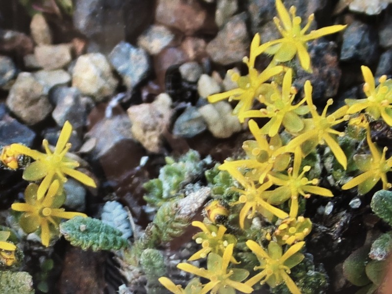 Anadyr Draba
