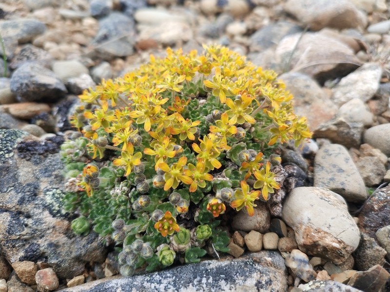 Anadyr Draba photo 2