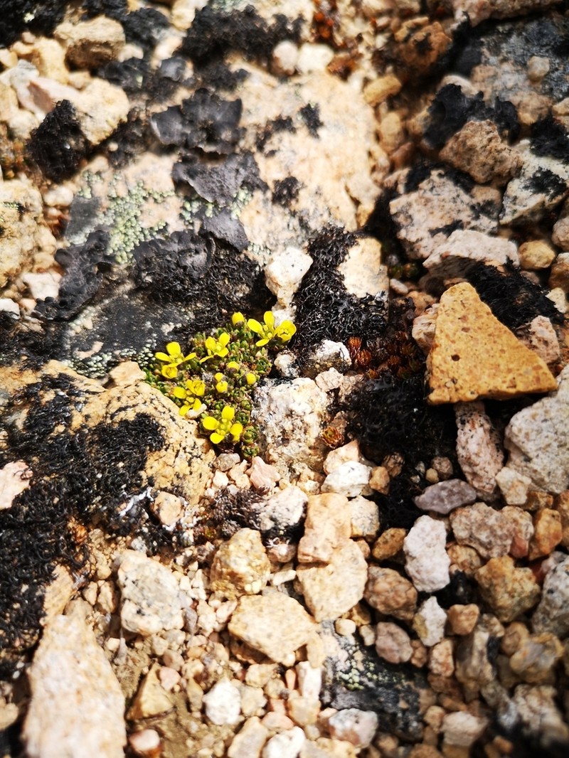 Anadyr Draba photo 3