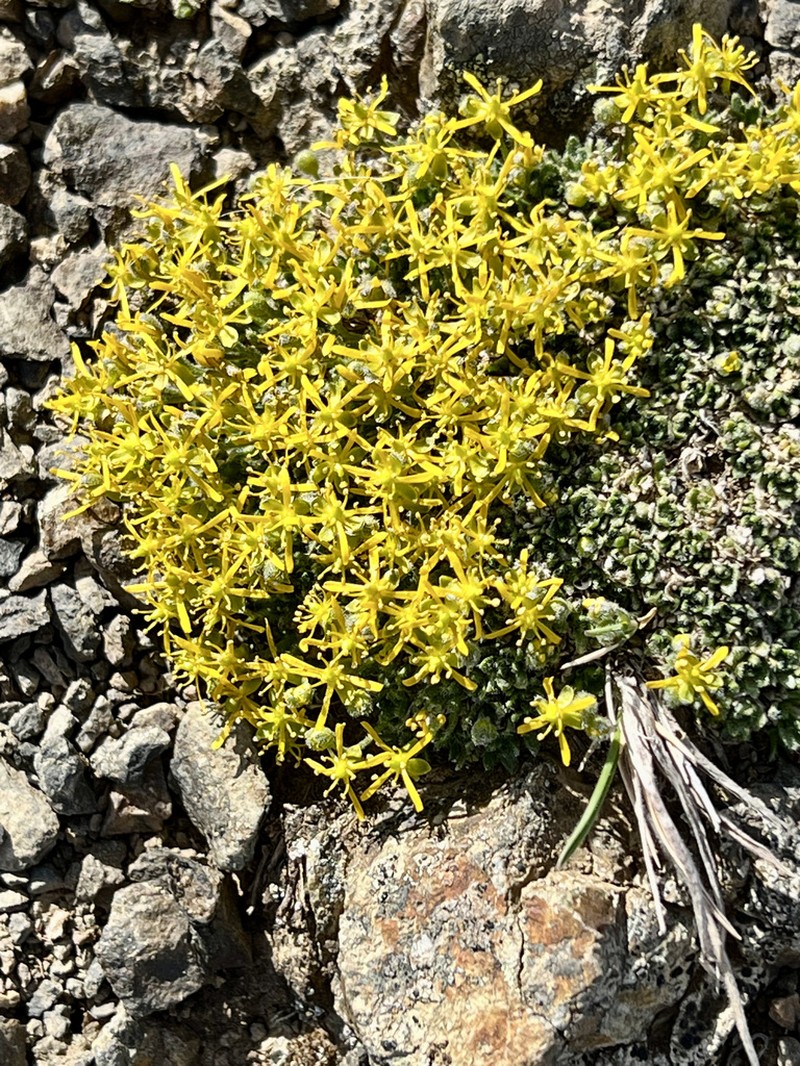 Anadyr Draba photo 4