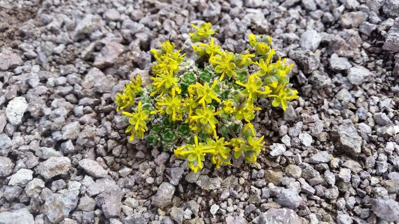 Anadyr Draba photo 5