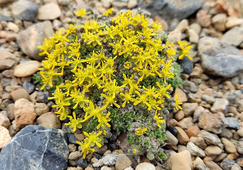 Anadyr Draba photo 6