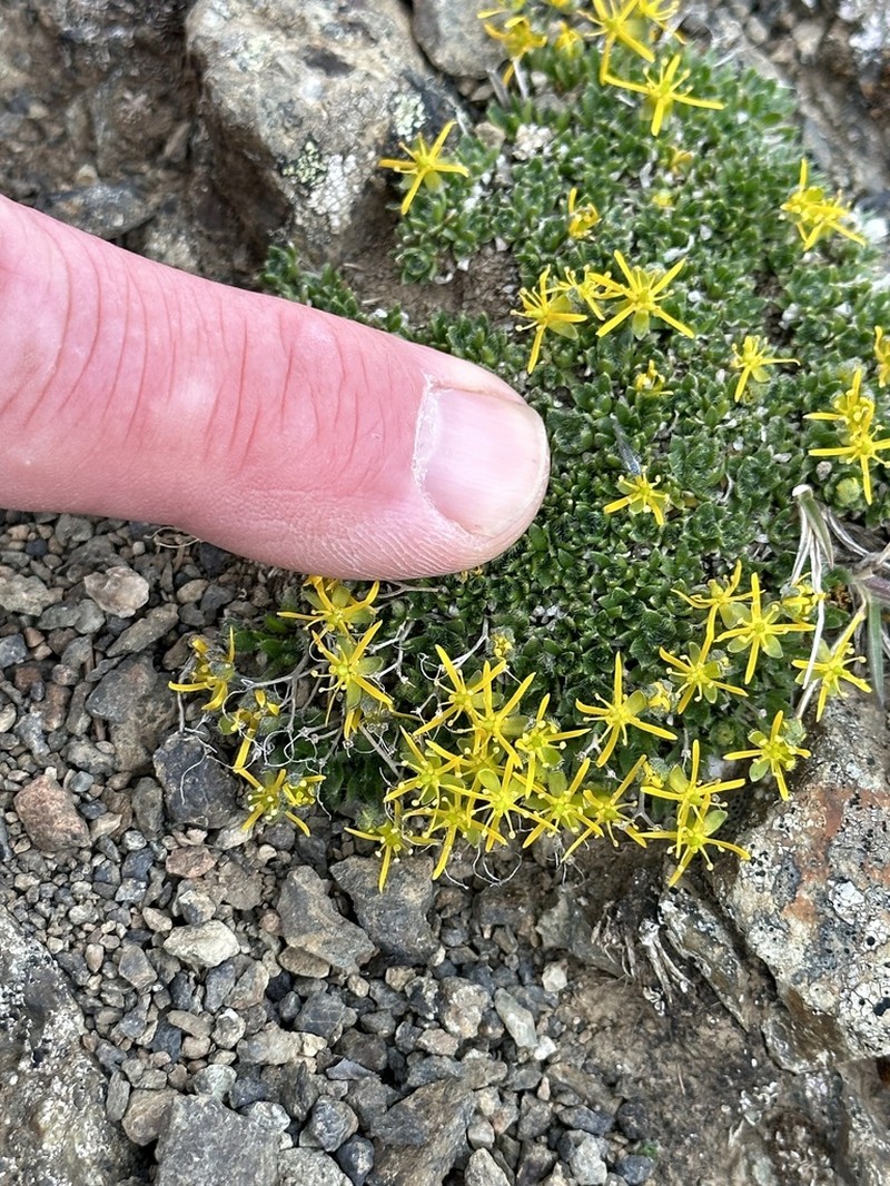 Anadyr Draba photo 7