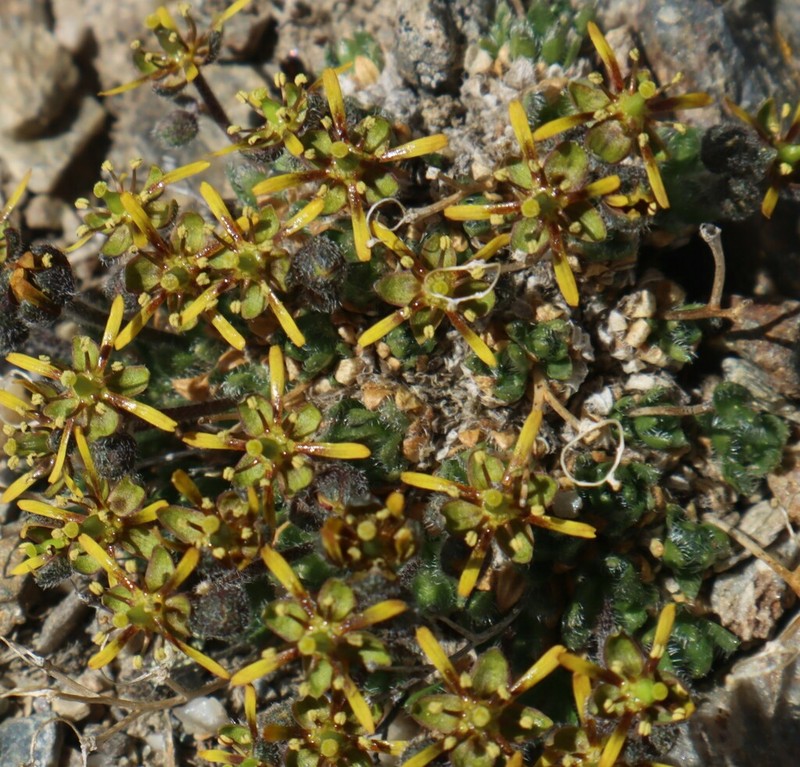 Anadyr Draba photo 8