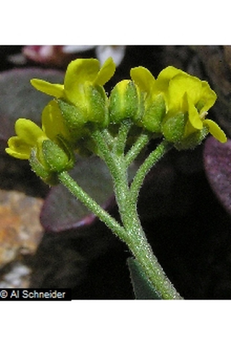 Alpine Tundra Draba