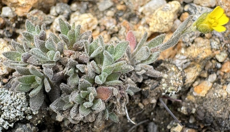 Alpine Tundra Draba
