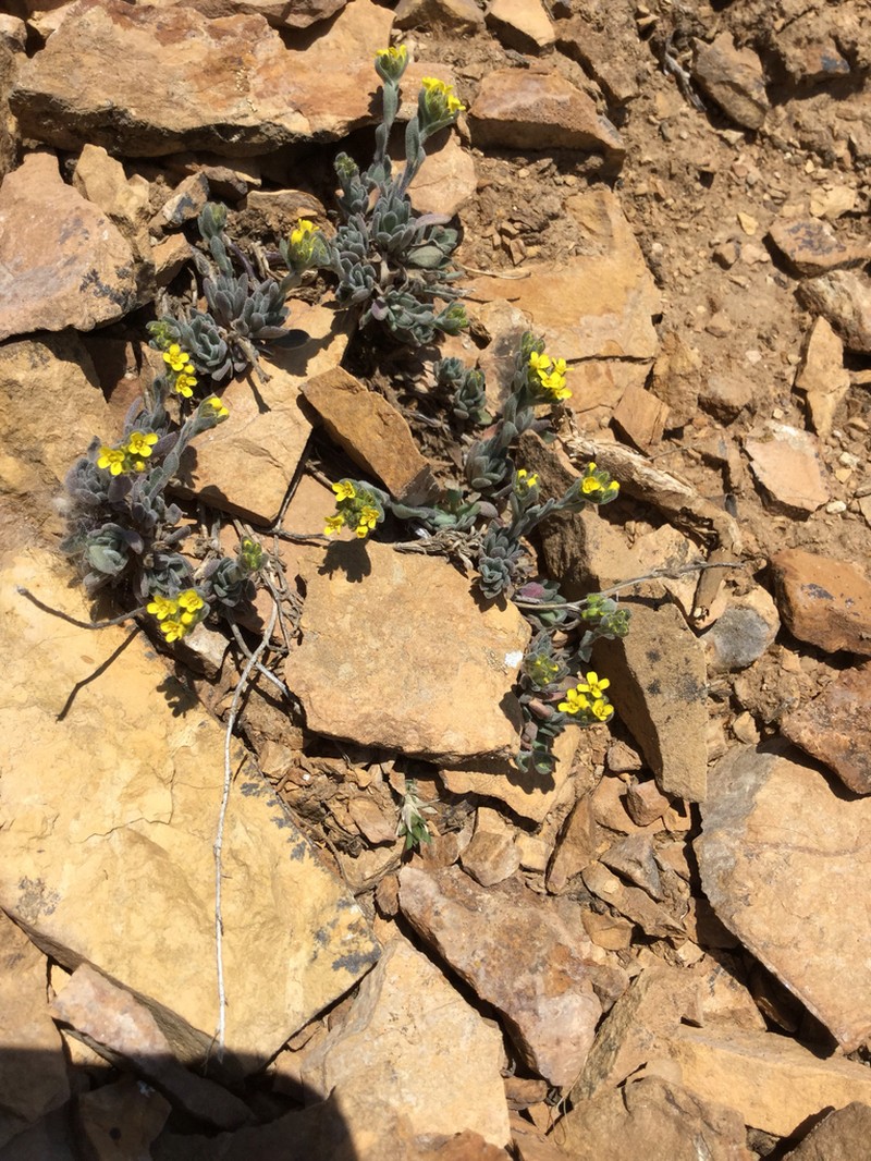 Alpine Tundra Draba photo 2