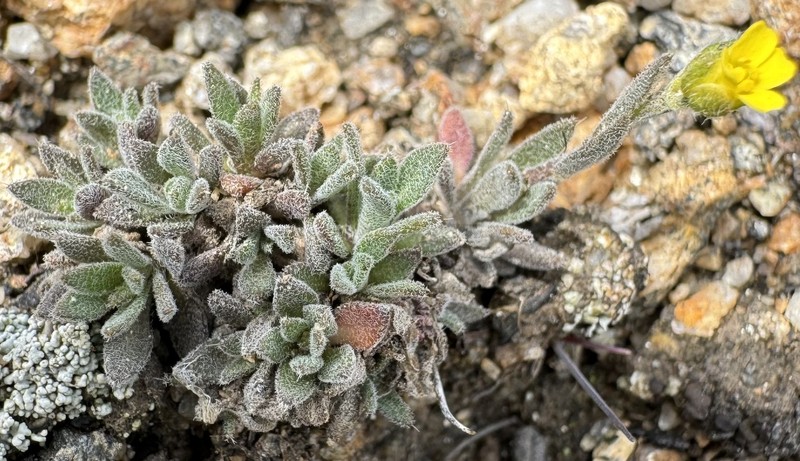 Alpine Tundra Draba photo 4