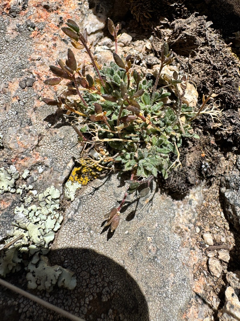 Alpine Tundra Draba photo 5