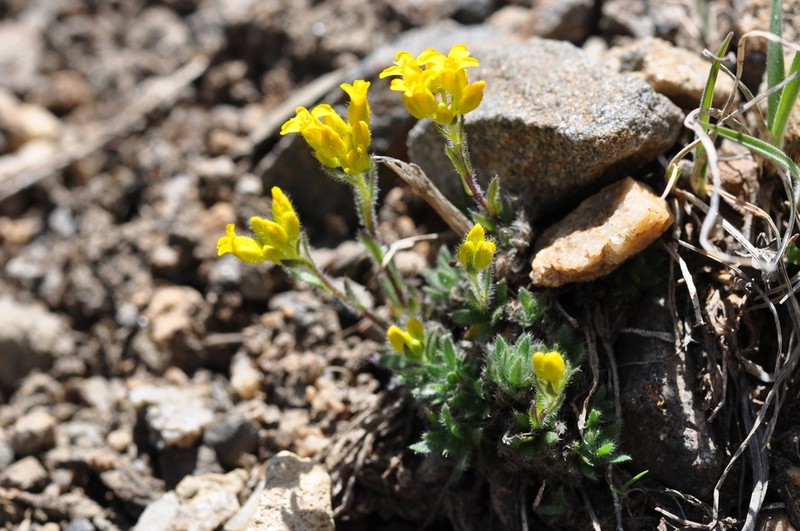 Pretty Draba