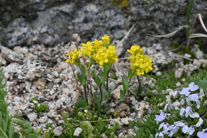 Pretty Draba photo 2