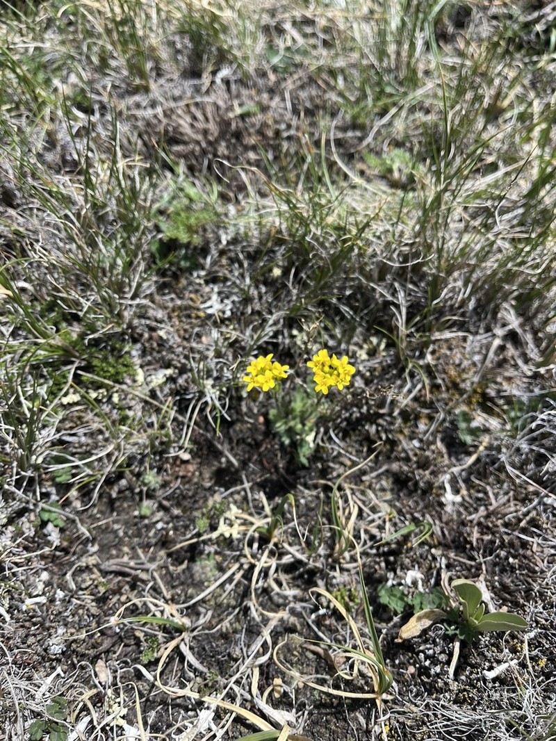 Pretty Draba photo 3