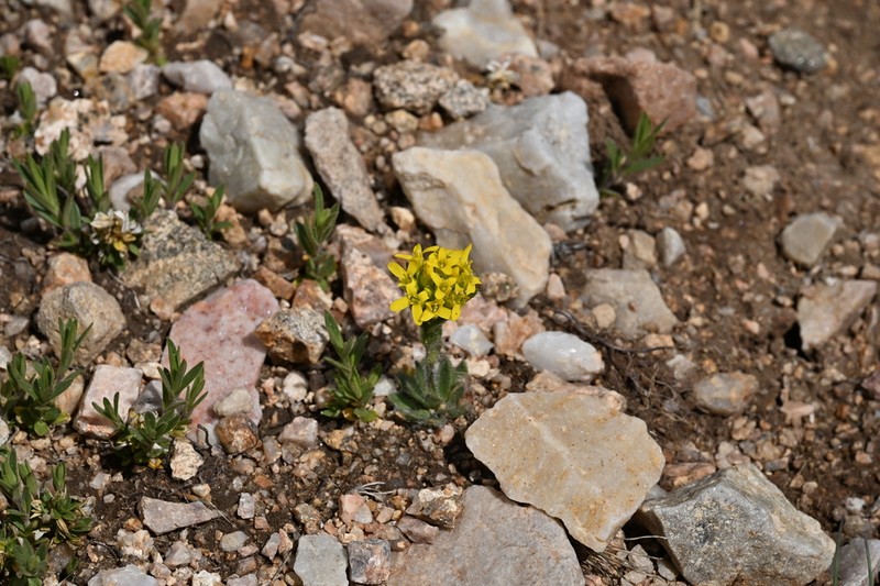 Pretty Draba photo 4