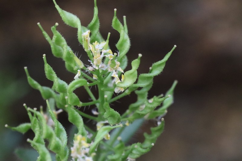 Pretty Draba photo 5