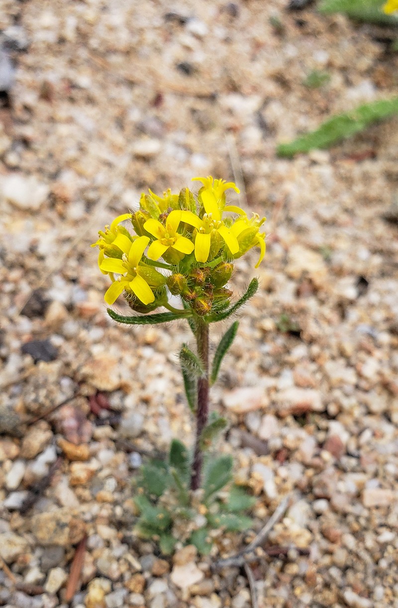 Pretty Draba photo 6