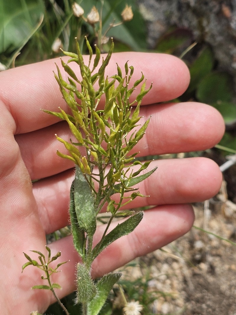 Pretty Draba photo 7