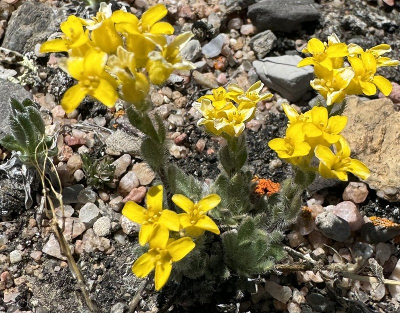 Pretty Draba photo 8