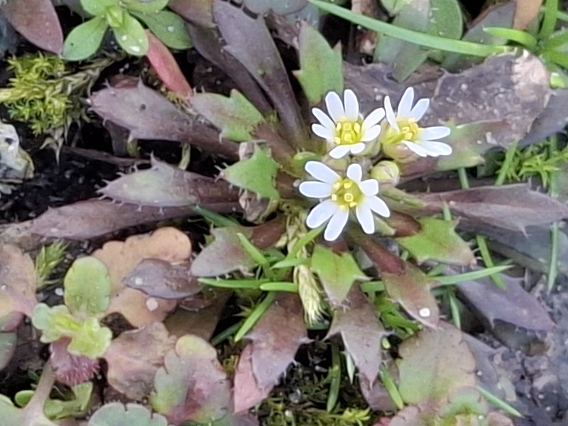 Draba strigosula photo 2