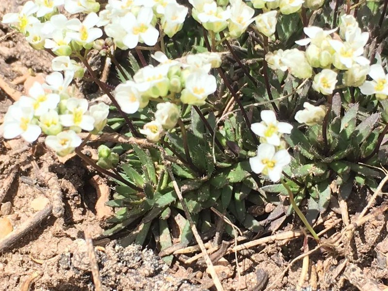 Subalpine Draba