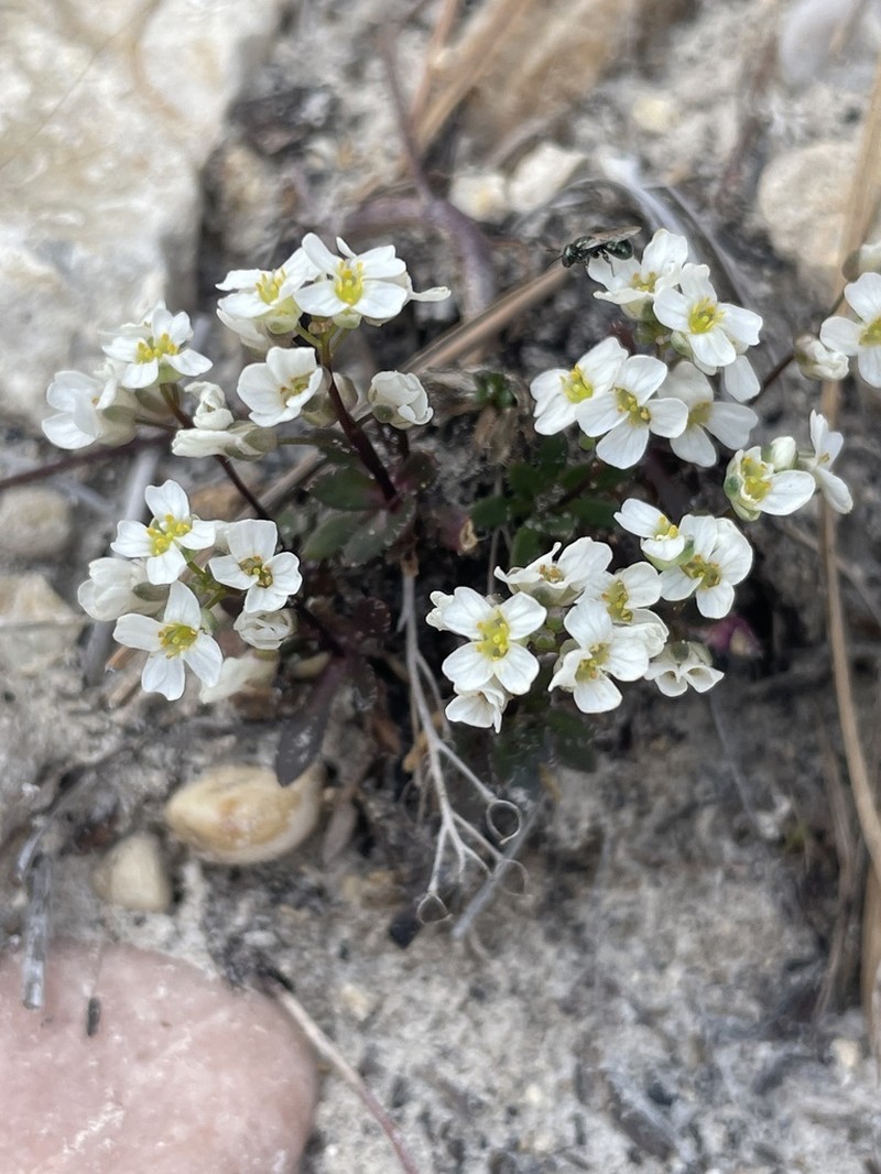 Subalpine Draba photo 2