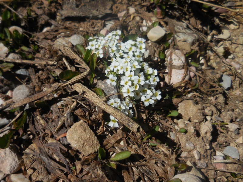 Subalpine Draba photo 3