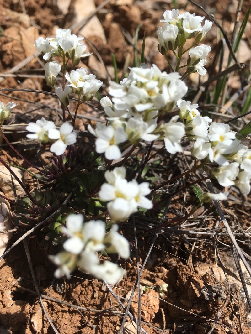 Subalpine Draba photo 4