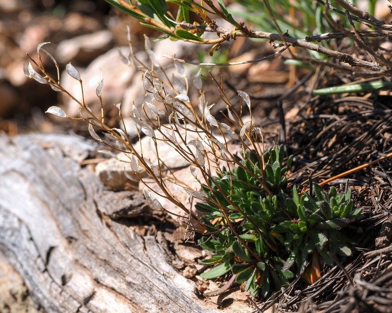 Subalpine Draba photo 5