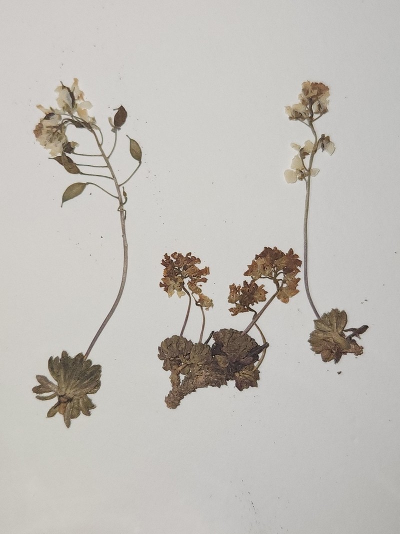 Subalpine Draba photo 6