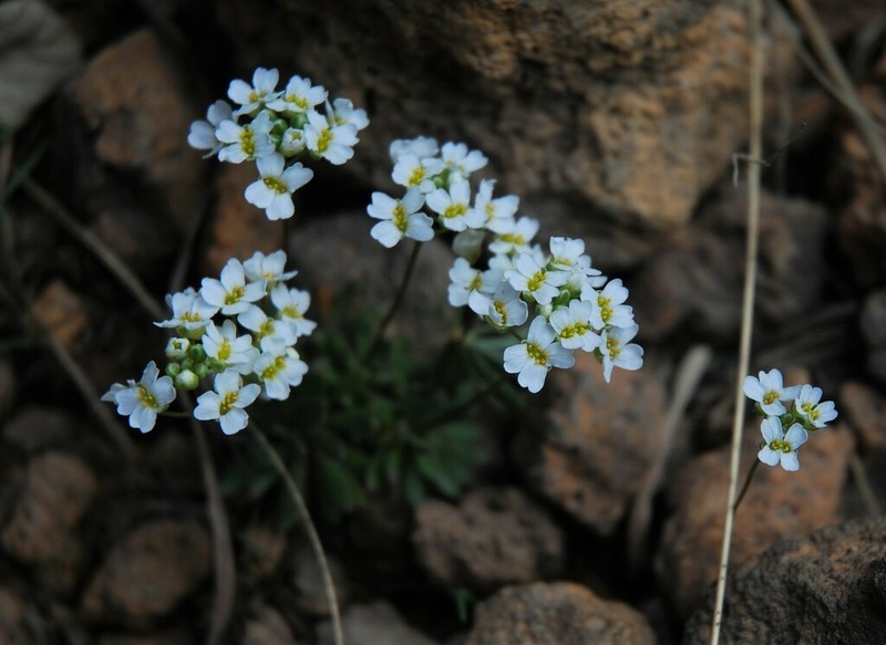 Subalpine Draba photo 7