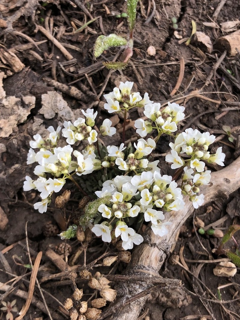 Subalpine Draba photo 8