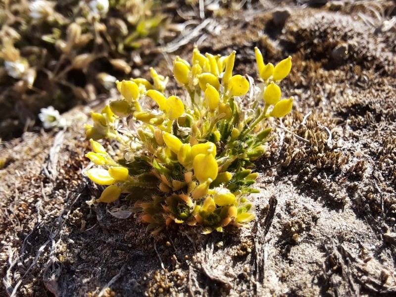 Ellesmereland Whitlowgrass