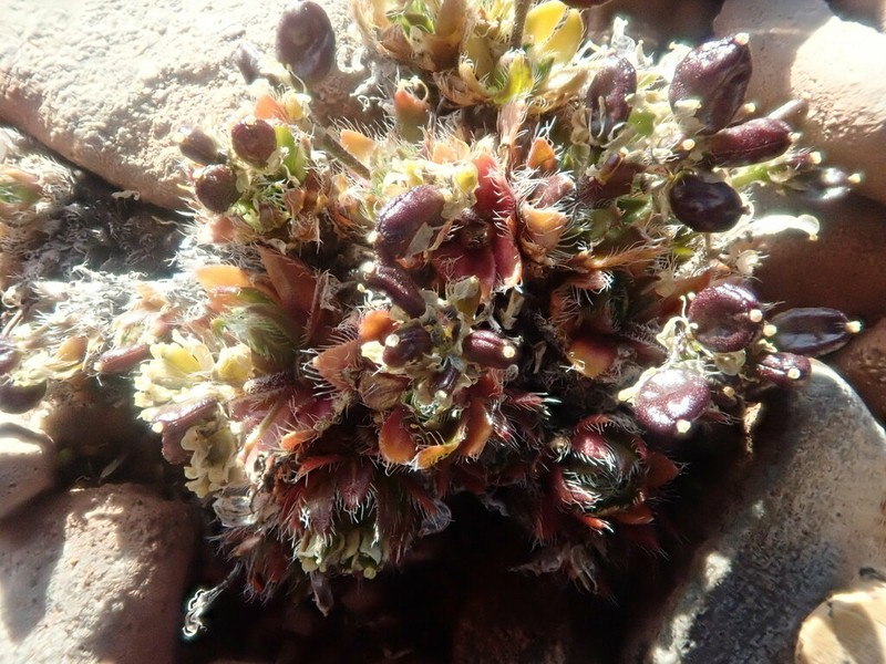 Ellesmereland Whitlowgrass photo 2