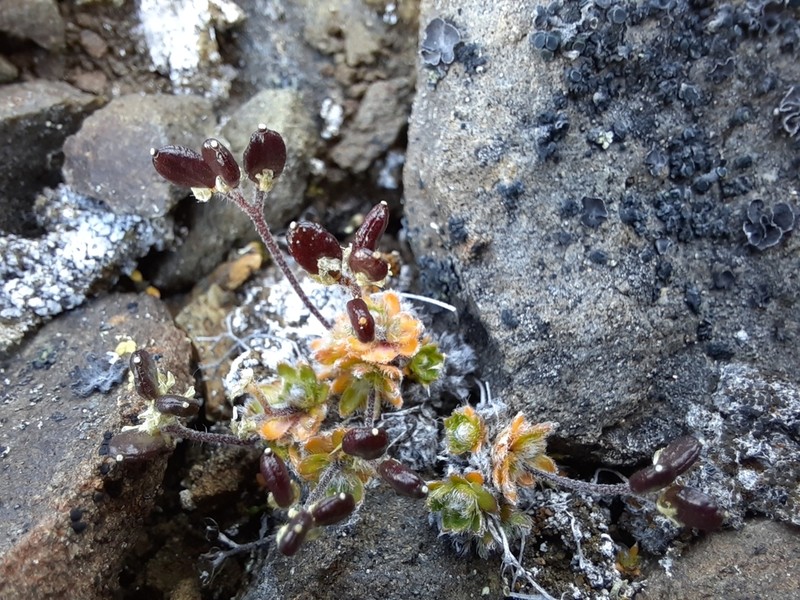 Ellesmereland Whitlowgrass photo 3