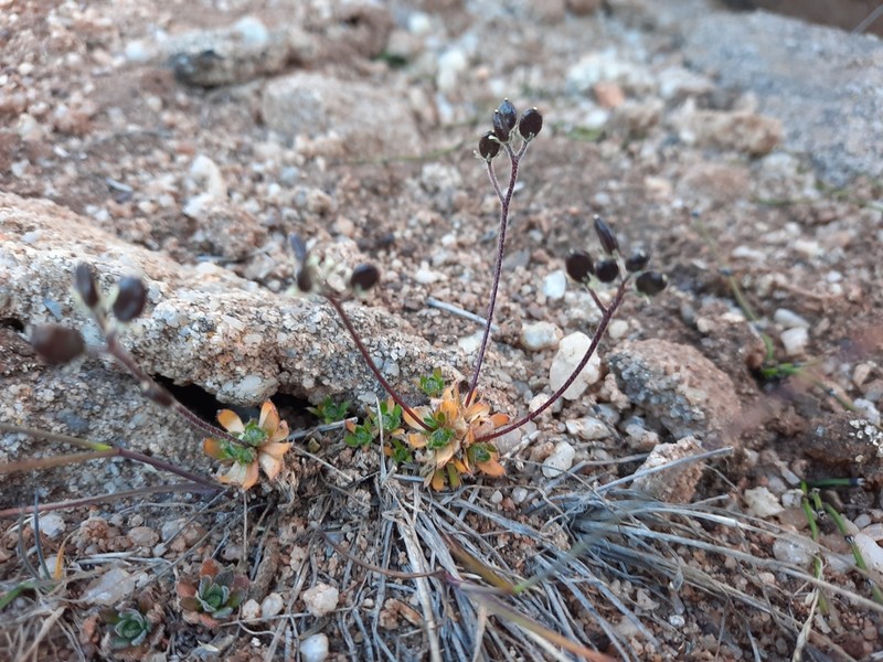 Ellesmereland Whitlowgrass photo 4