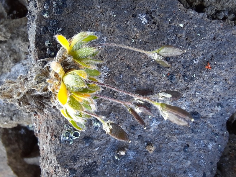 Ellesmereland Whitlowgrass photo 5