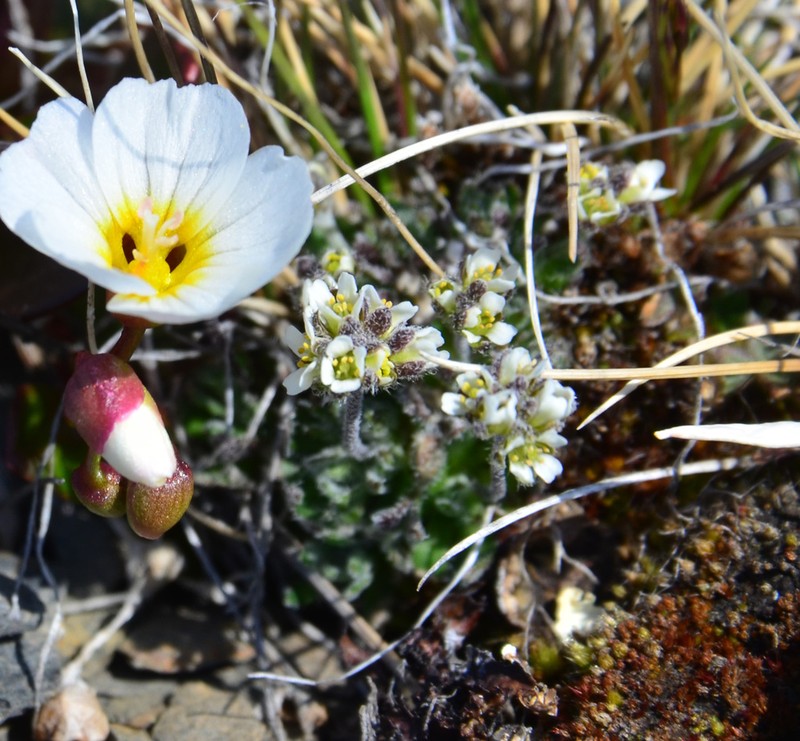Ellesmereland Whitlowgrass photo 6