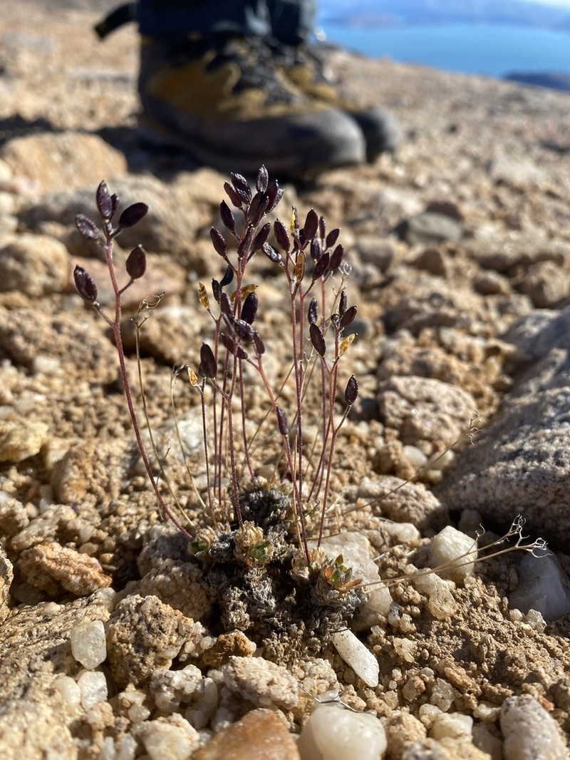 Ellesmereland Whitlowgrass photo 7