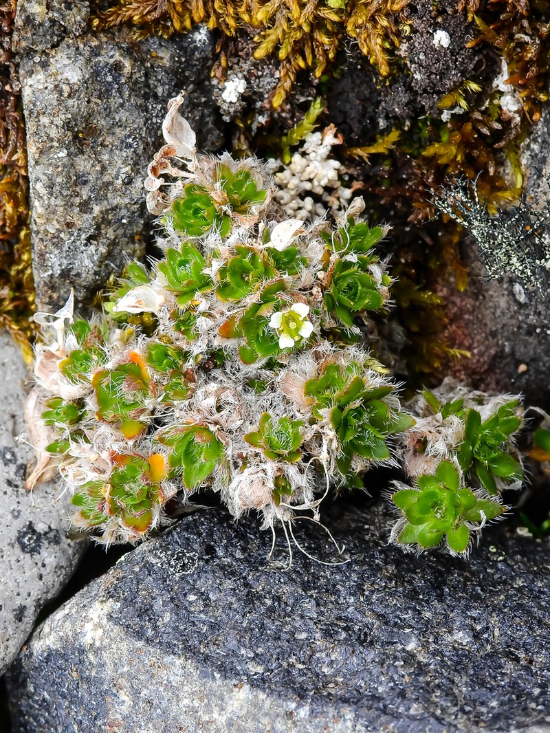 Ellesmereland Whitlowgrass photo 8
