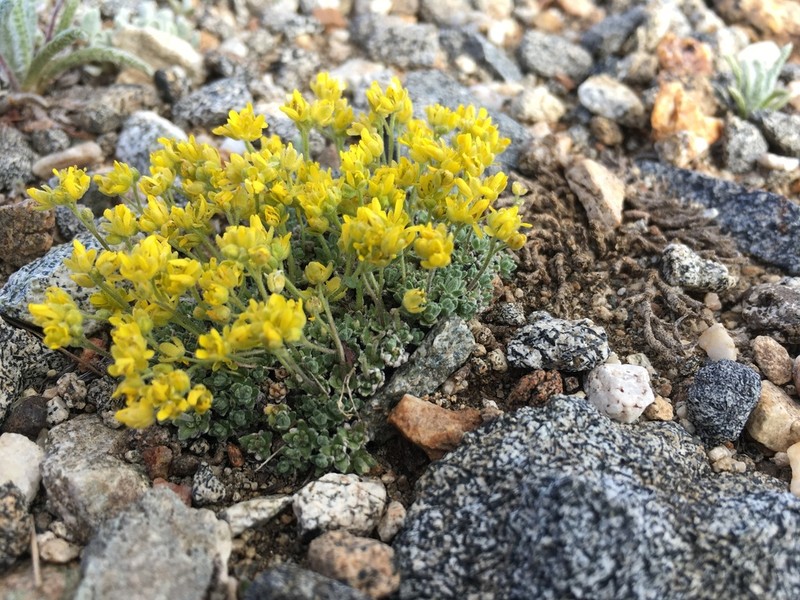 Parasol Draba