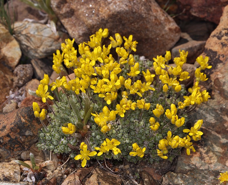 Parasol Draba photo 2