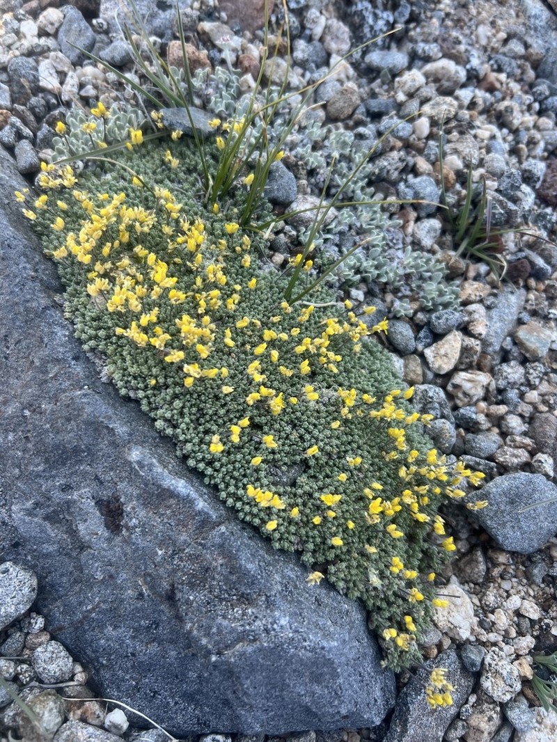 Parasol Draba photo 3