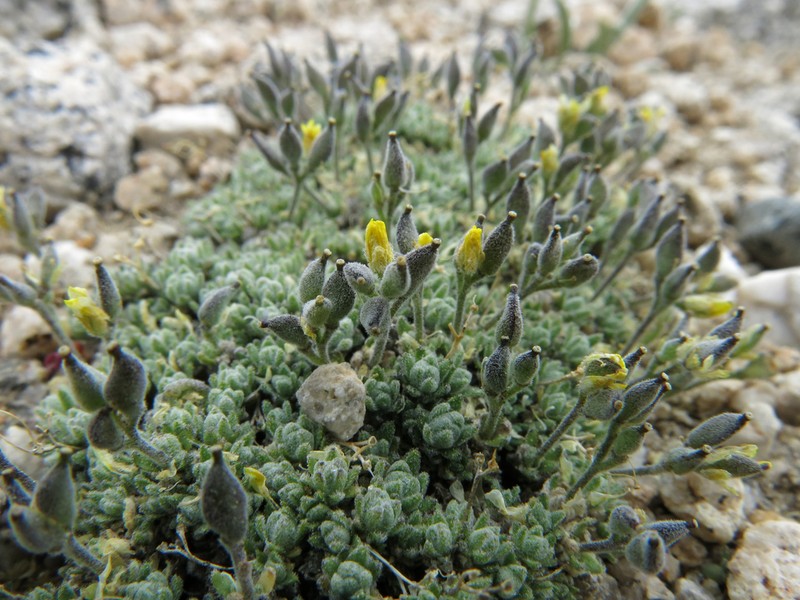 Parasol Draba photo 4