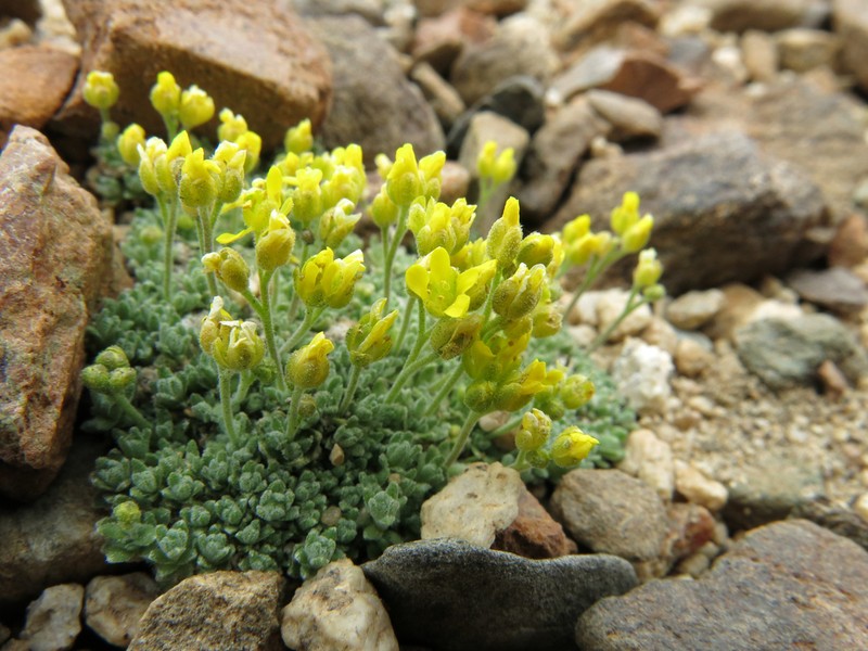 Parasol Draba photo 5